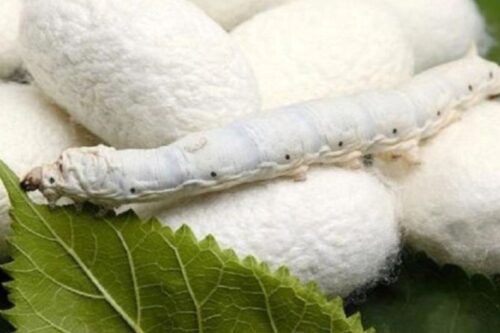 نوغانداری، الگویی موفق برای اشتغال‌زایی و اقتصاد سبز در روستاها