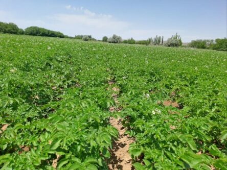 پیش‌بینی برداشت ۷۹ هزار تن سیب‌زمینی از مزارع آذربایجان شرقی